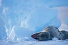 Antarctica, Boothe Isl, Lemaire Channel, Leopard Seal