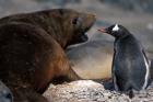 Antarctica, Livingston Island, Gentoo penguin