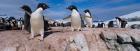 Adelie Penguins With Young Chicks, Lemaire Channel, Petermann Island, Antarctica