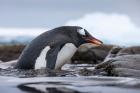 Antarctica, Cuverville Island, Gentoo Penguin climbing from water.