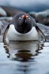 Antarctica, Cuverville Island, Gentoo Penguin in a shallow lagoon.