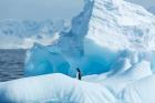 Antarctica, Gentoo Penguin standing on iceberg near Enterprise Island.