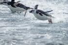 Antarctica, South Shetland Islands, Chinstrap Penguins swimming.