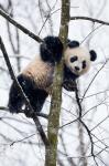 China, Chengdu Panda Base Baby Giant Panda In Tree