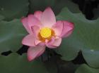 Pink Lotus In Bloom