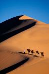 Camel Caravan with Sand Dune, Silk Road, China