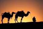 Camel Caravan Silhouette at Dawn, Silk Road, China