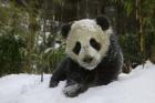 Panda Cub on Tree in Snow, Wolong, Sichuan, China