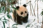 Panda Cub on Snow, Wolong, Sichuan, China