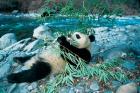 Panda Eating Bamboo by Riverbank, Wolong, Sichuan, China