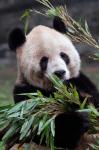 Asia, China Chongqing. Giant Panda bear, Chongqing Zoo.