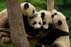 Four Giant panda bears