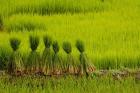 Rice Field, China