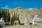 White Stupa Forest, Shey, Ladakh, India