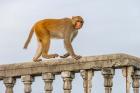 Monkey, rhesus macaque, Macaca mulatta, Varanasi, India
