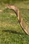 King Cobra snake, South East Captive