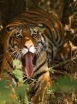 Bengal Tiger, Madhya Pradesh, Bandhavgarh, India