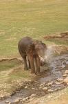 Elephant at waterhole, Corbett NP, Uttaranchal, India