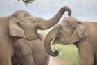 Elephants Play Fighting, Corbett National Park, Uttaranchal, India