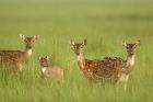 Chital Deer wildlife, Corbett NP, Uttaranchal, India