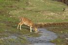 Chital wildlife, Corbett NP, Uttaranchal, India