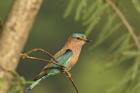 Indian roller bird, Corbett NP, Uttaranchal, India