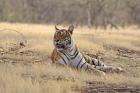 Royal Bengal Tiger resting, India