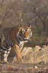 Royal Bengal Tiger On The Move, Ranthambhor National Park, India