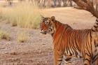 Royal Bengal Tiger, Ranthambhor National Park, India