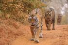 Royal Bengal Tigers Along the Track, Ranthambhor National Park, India