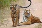Pair of Royal Bengal Tigers, Ranthambhor National Park, India