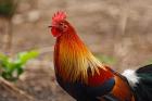 Close up of Red Jungle Fowl, Corbett National Park, India