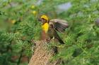 Baya Weaver bird, Keoladeo National Park, India