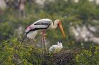 Painted Stork birds, Keoladeo National Park, India
