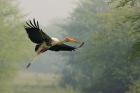 Painted Stork in flight, Keoladeo National Park, India