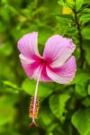 Ranthambore, Rajasthan, India, Hibiscus Flower