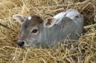 Baby Calf, Cow, Farm Animal, Orissa, India