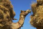 Camel Carrying Straw, Pushkar, Rajasthan, India