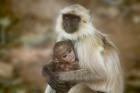 Black-Face Langur Mother and Baby, Ranthambore National Park, Rajasthan, India