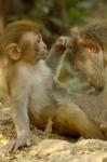 Rhesus Macaque, Bharatpur National Park, Rajasthan INDIA