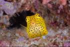 Box fish swims amid coral