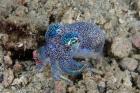 Bobtail squid marine life