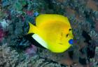 Angelfish swims in coral reef