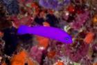 Magenta dottyback fish