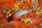 A fire goby swims past coral