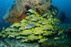 Schooling sweetlip fish swim past coral reef, Raja Ampat, Indonesia