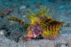 Red dwarf lionfish