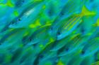 Abstract close-up of snapper fish, Raja Ampat, Papua, Indonesia