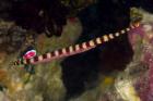 Pipefish