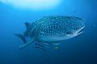 Bay Whale shark and remoras